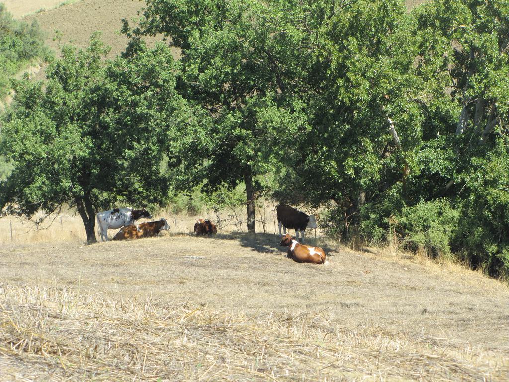 Agriturismo San Pietro Gangi Bagian luar foto
