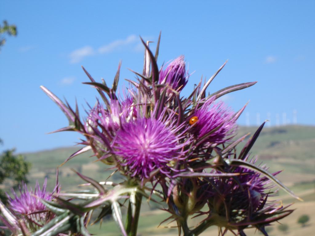 Agriturismo San Pietro Gangi Bagian luar foto
