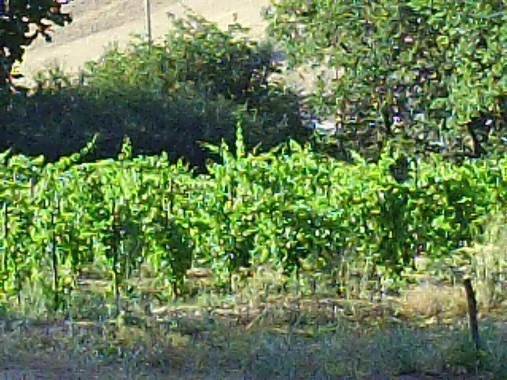 Agriturismo San Pietro Gangi Bagian luar foto